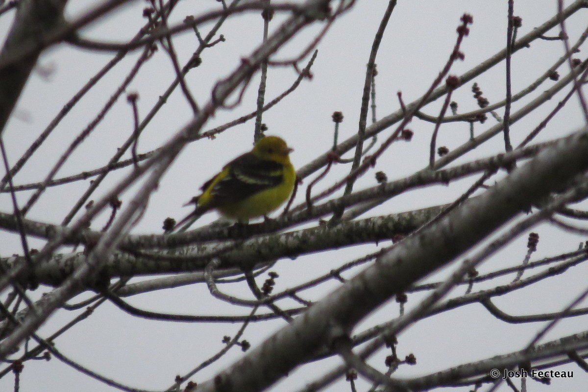 Western Tanager - ML22296501