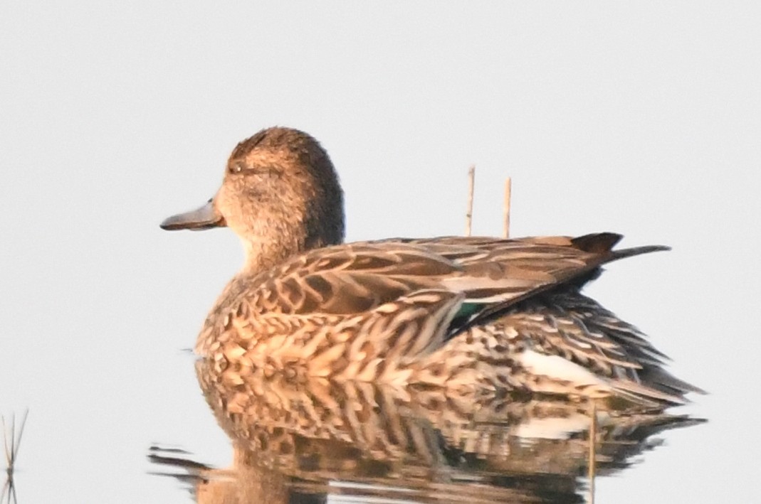 Green-winged Teal - Cathryn Dippo