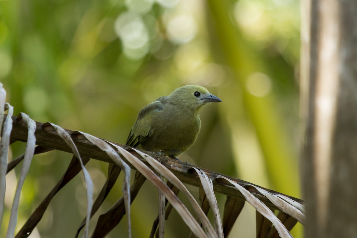 Palm Tanager - ML222967161