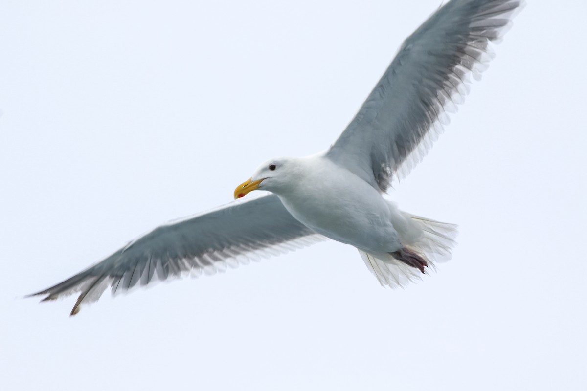 Western x Glaucous-winged Gull (hybrid) - Jodi Boe
