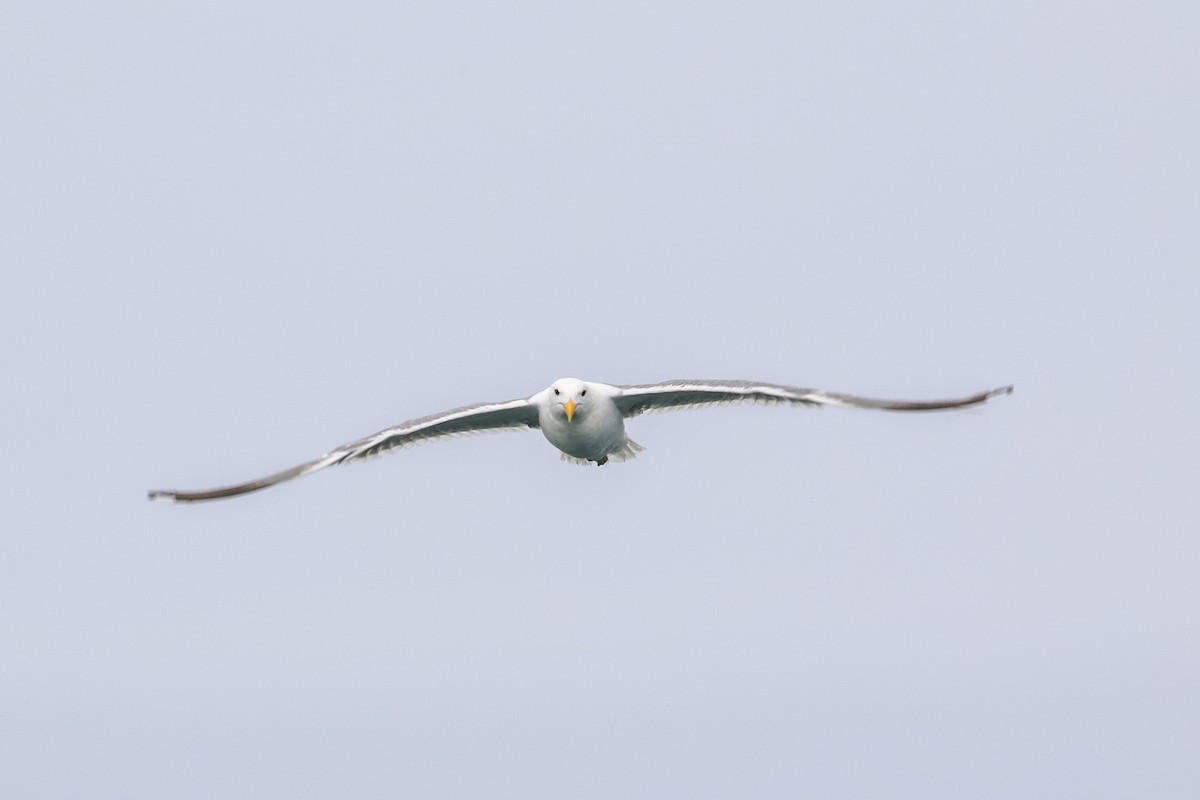 Western x Glaucous-winged Gull (hybrid) - Jodi Boe