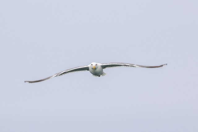 Western x Glaucous-winged Gull (hybrid)