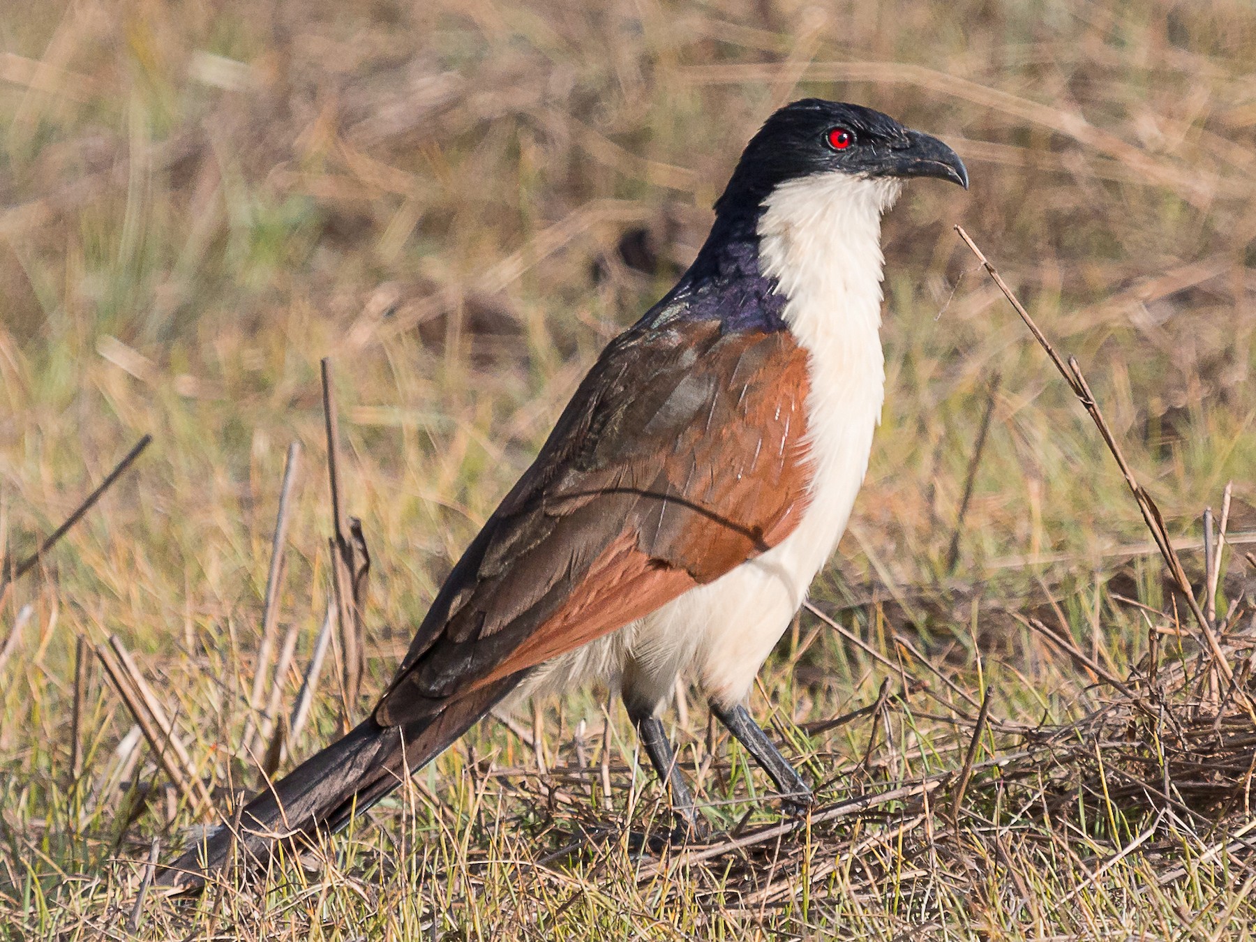 Coppery-tailed Coucal - Karin Coetzer