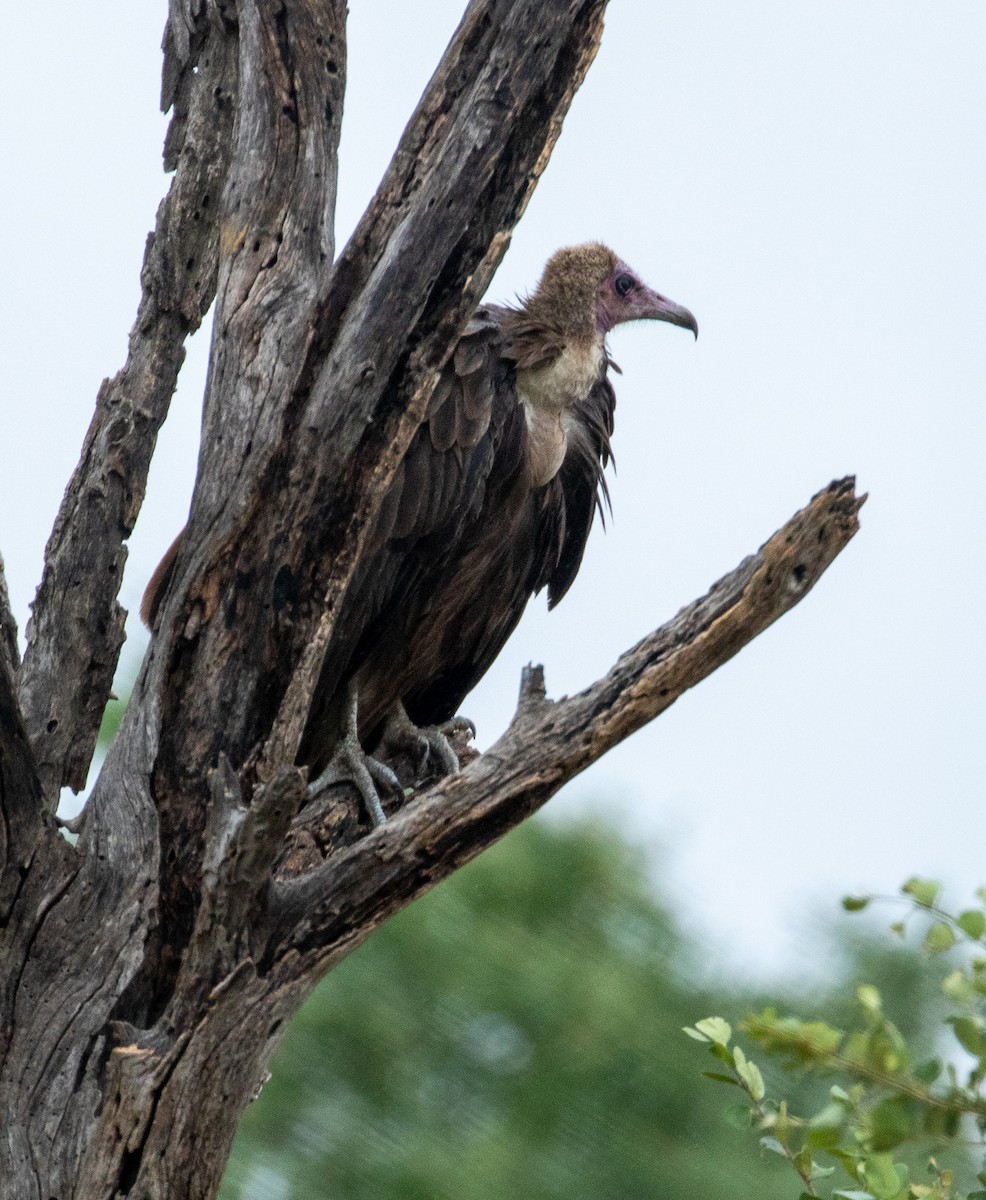 Hooded Vulture - Susan Mac