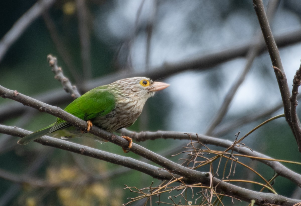 Lineated Barbet - ML222971011