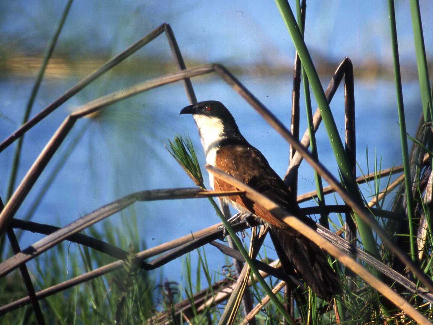Coppery-tailed Coucal - Simon Tonge
