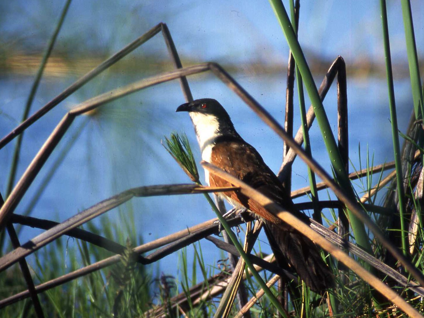 Coppery-tailed Coucal - eBird