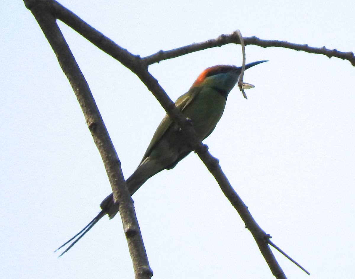 Asian Green Bee-eater - Cole Gaerber