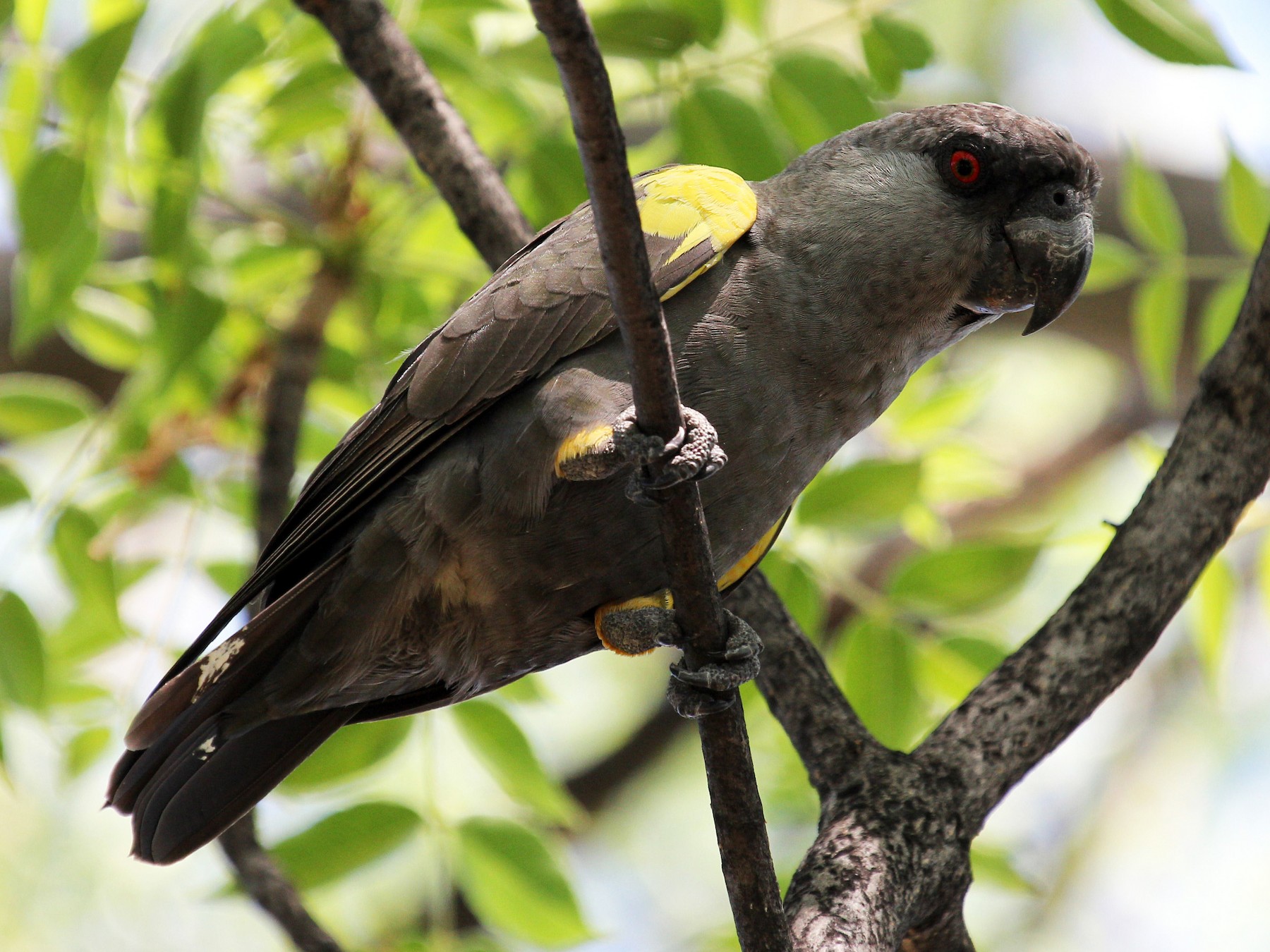 Ruppell S Parrot Ebird