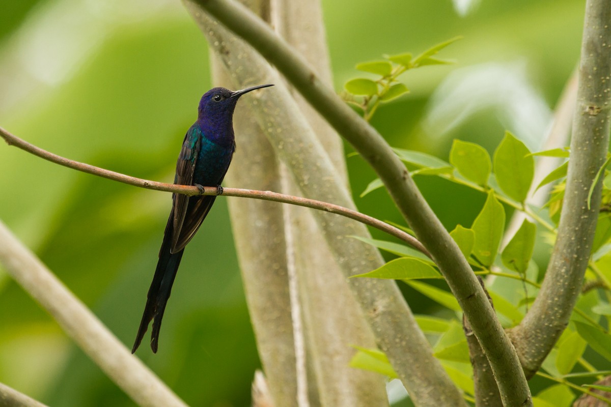 Swallow-tailed Hummingbird - ML222981041