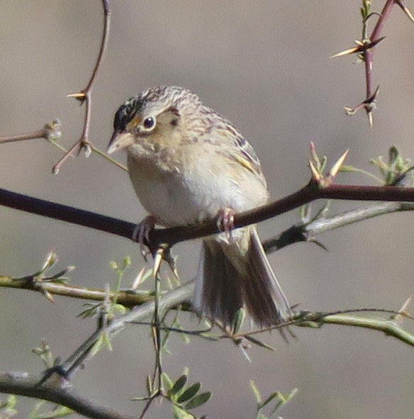 Grasshopper Sparrow - ML222981551