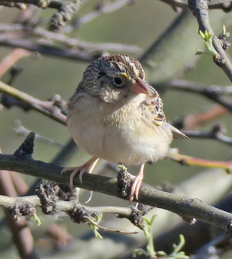 Grasshopper Sparrow - ML222981561