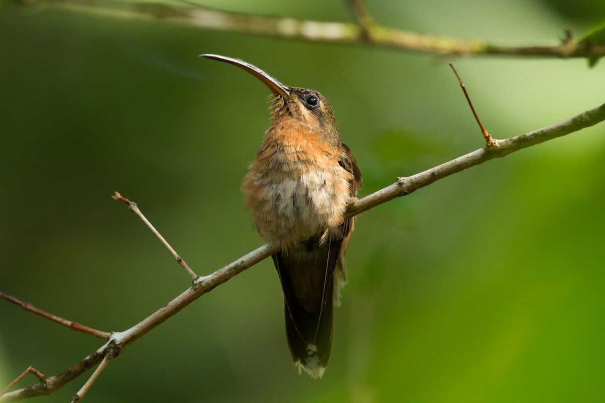 Rufous-breasted Hermit - ML222982471