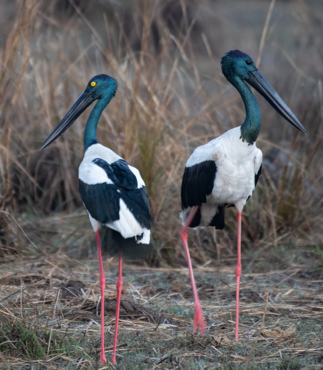 Black-necked Stork - ML222982751