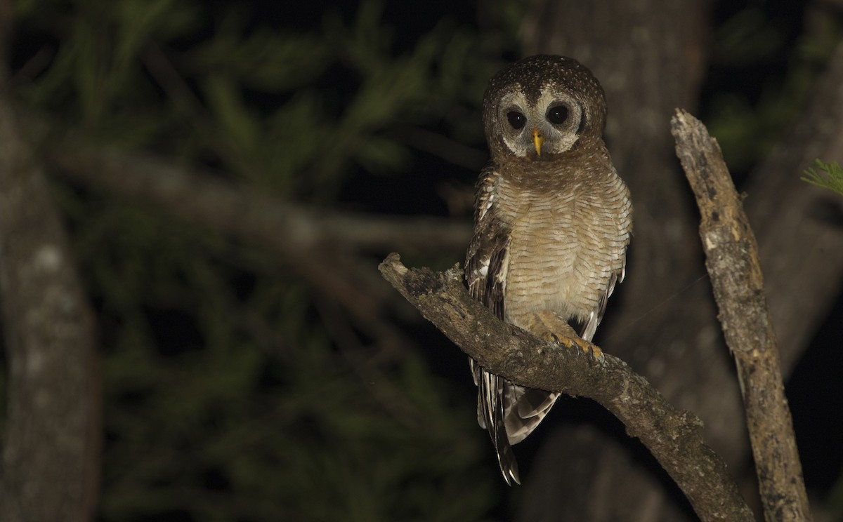 African Wood-Owl - ML222983681