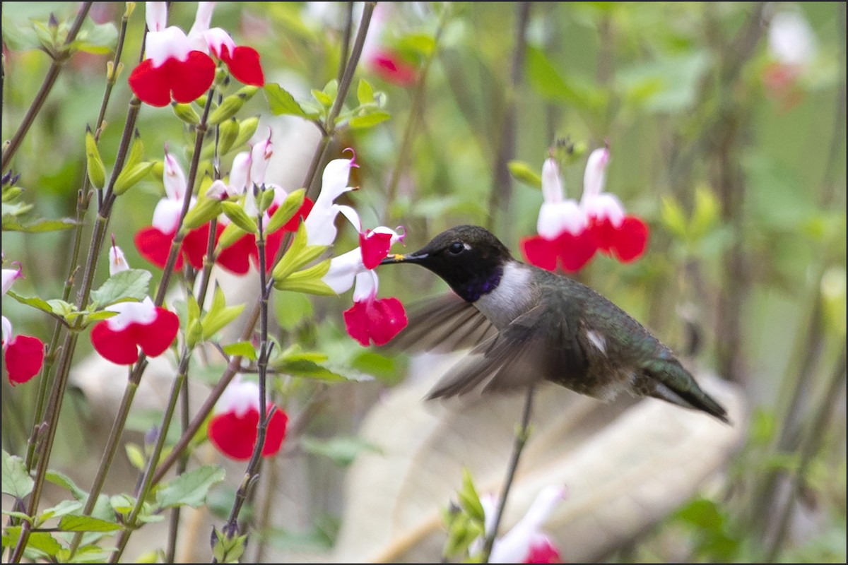 Black-chinned Hummingbird - Judi Hwa