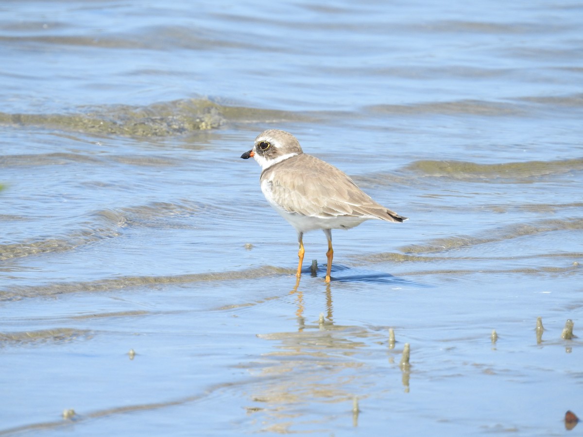 Semipalmated Plover - ML222987731