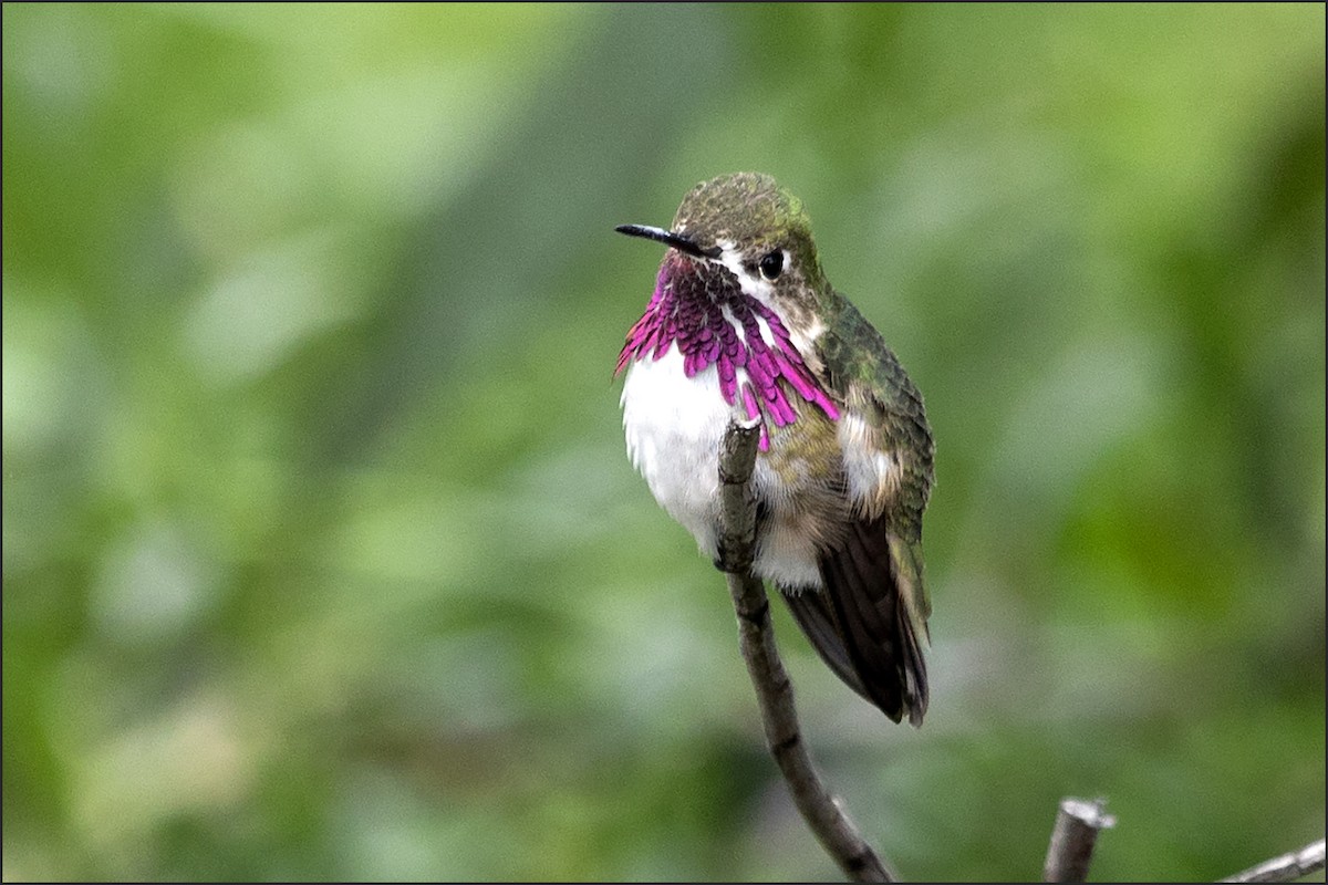 Calliope Hummingbird - Judi Hwa