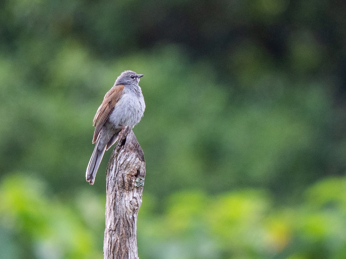 Brown-backed Solitaire - ML222990011