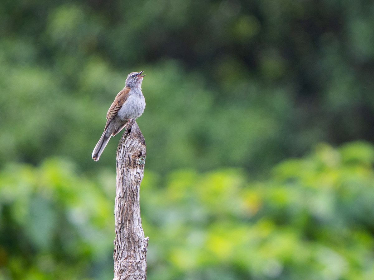 Brown-backed Solitaire - ML222990041
