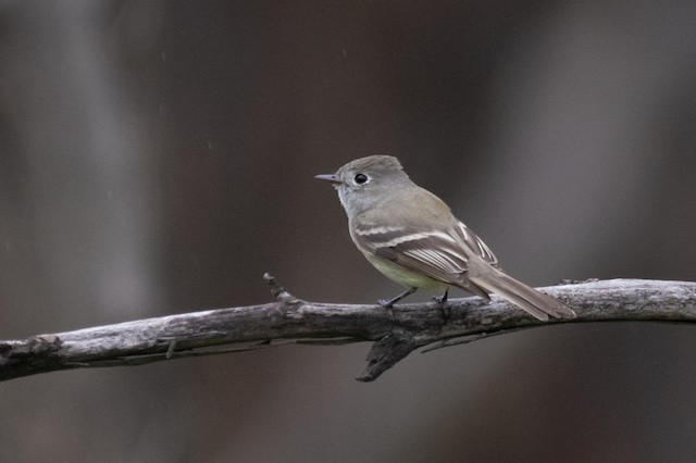 Hammond's Flycatcher