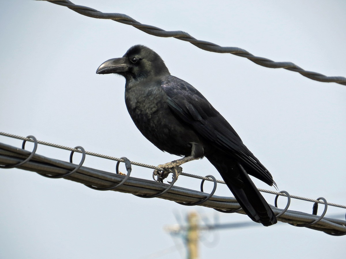 Large-billed Crow - ML222993901