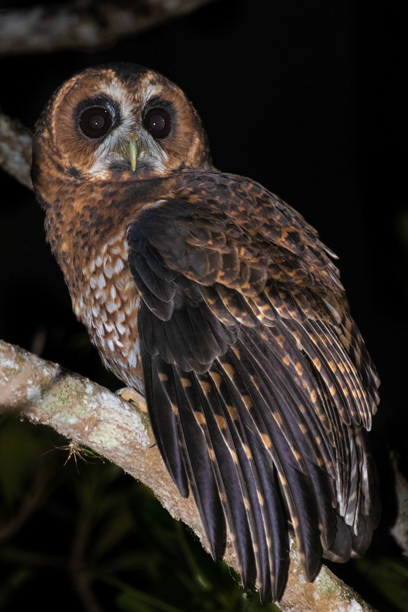 Rufous-banded Owl - Jhonathan Miranda - Wandering Venezuela Birding Expeditions