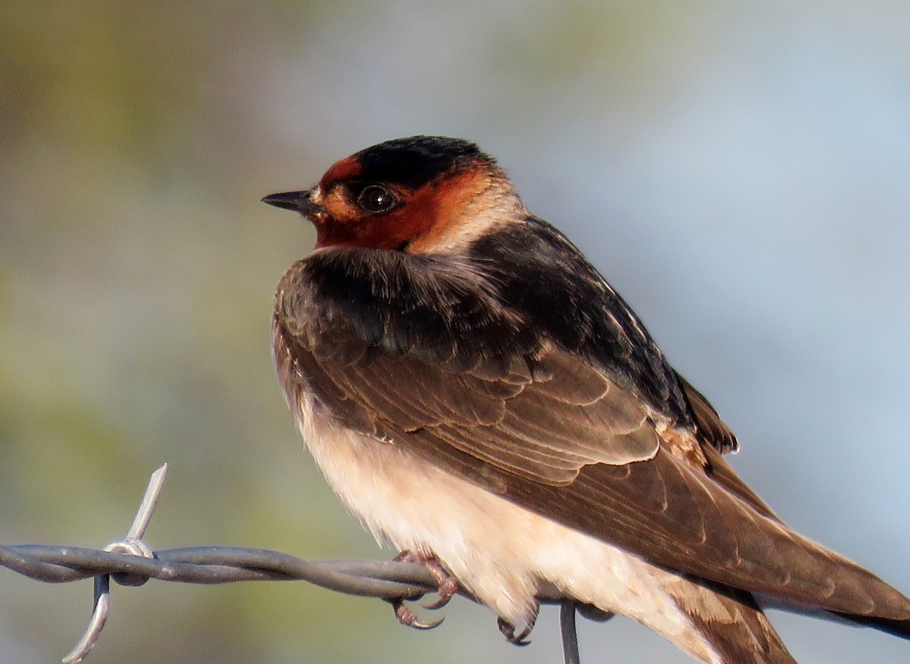 Golondrina de Peñasco (melanogaster) - eBird