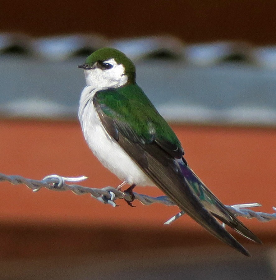 Violet-green Swallow - ML222996161