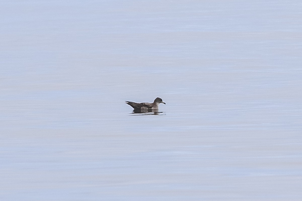 Pink-footed Shearwater - ML222996241
