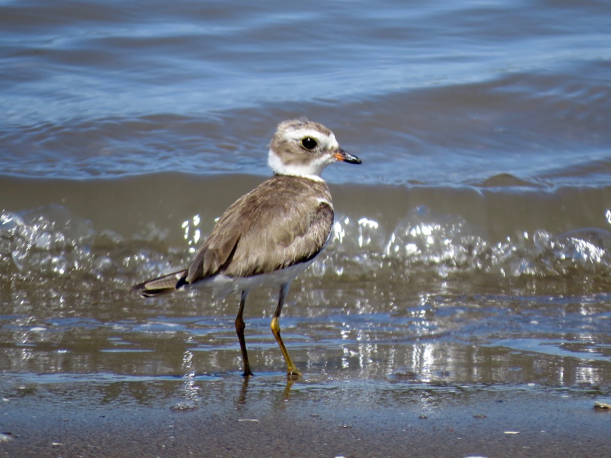 Semipalmated Plover - ML22299731