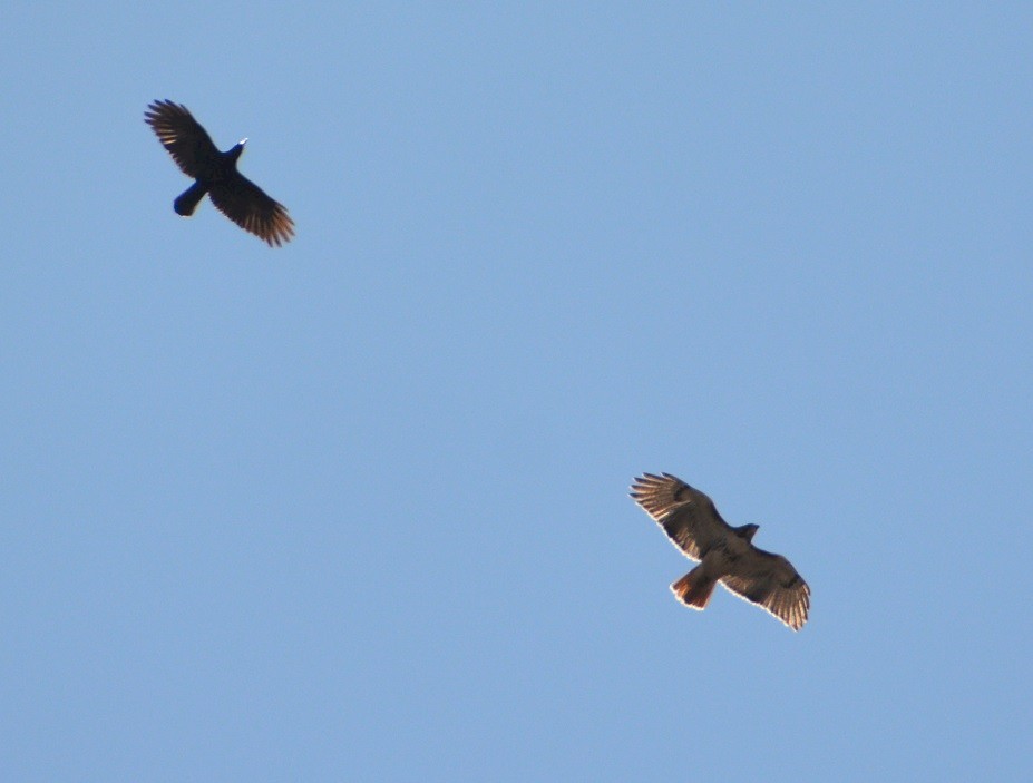 Red-tailed Hawk - ML223004261