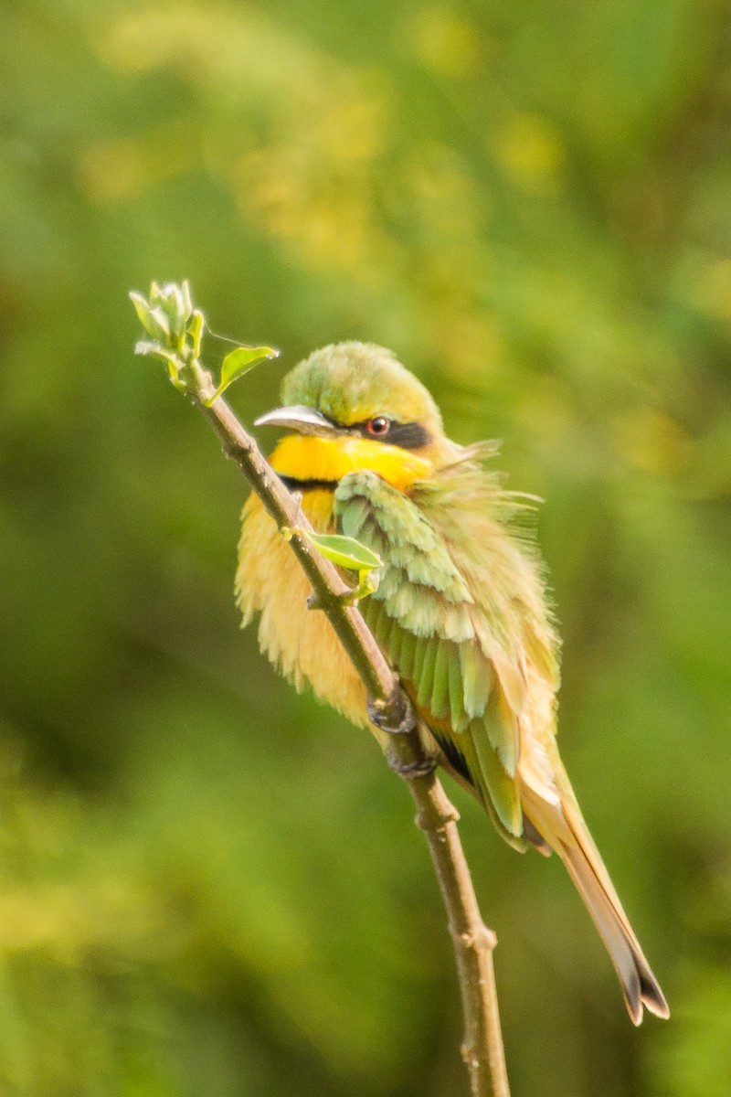 Little Bee-eater - ML223005491