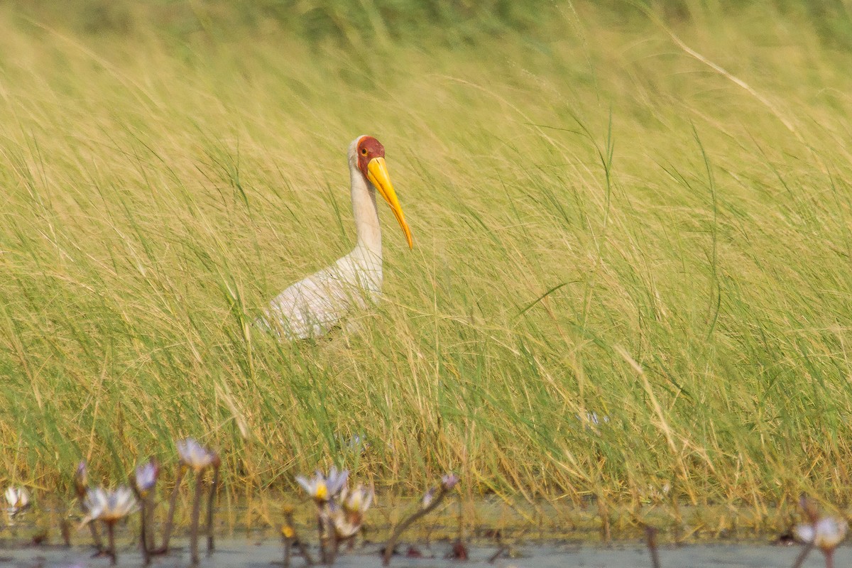 Yellow-billed Stork - ML223006021