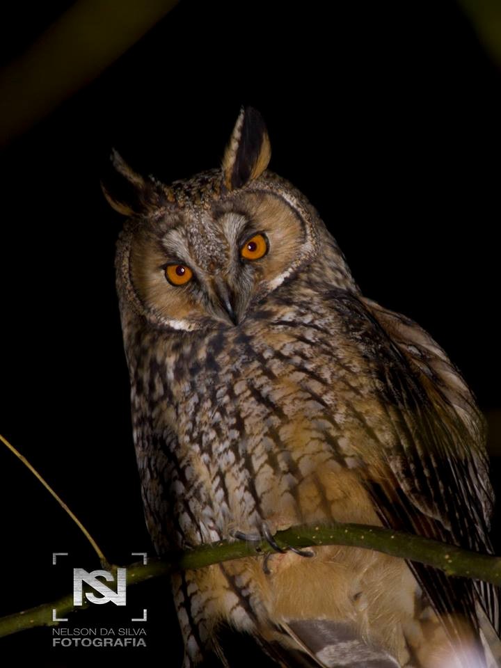 Long-eared Owl - nelson silva