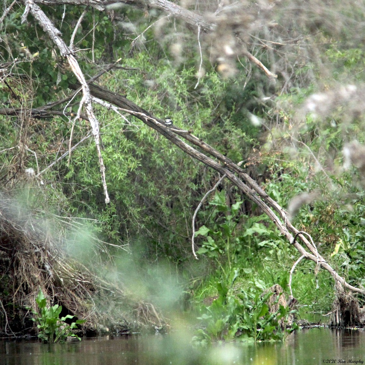 eBird Checklist 11 Apr 2020 De Anza TrailCarmen (Clark Crossing