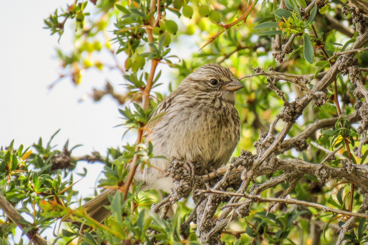 Rufous-collared Sparrow - ML223015231