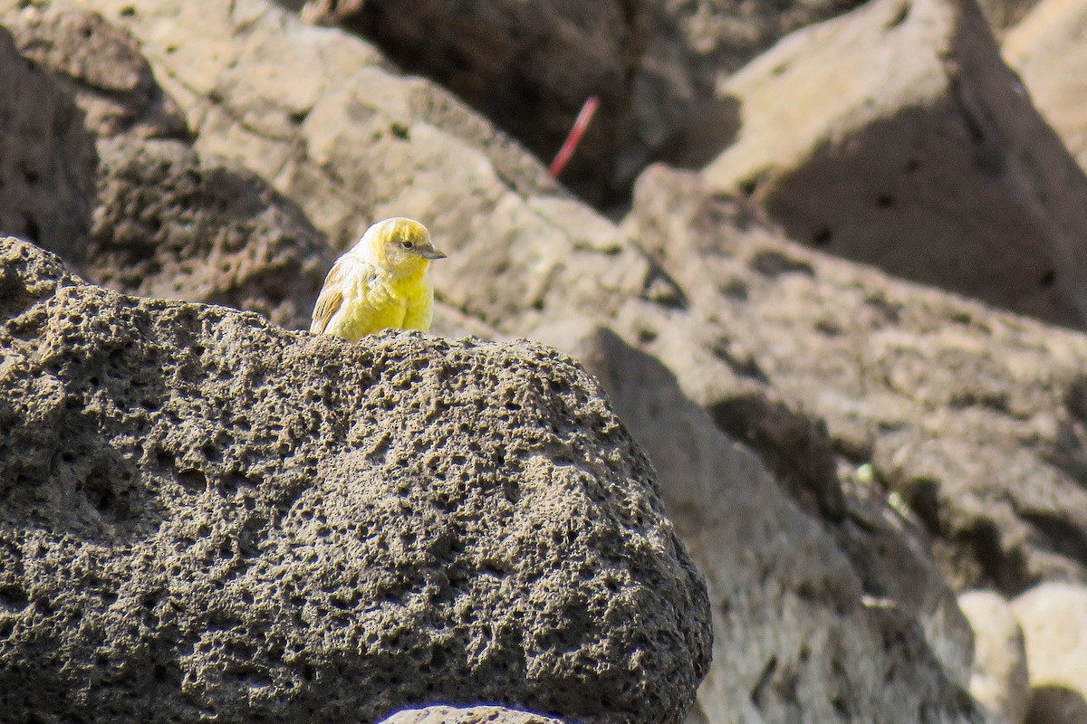 Patagonian Yellow-Finch - ML223015281