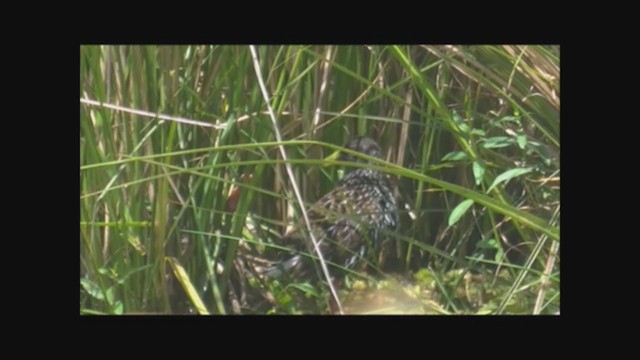 Spotted Rail - ML223019031