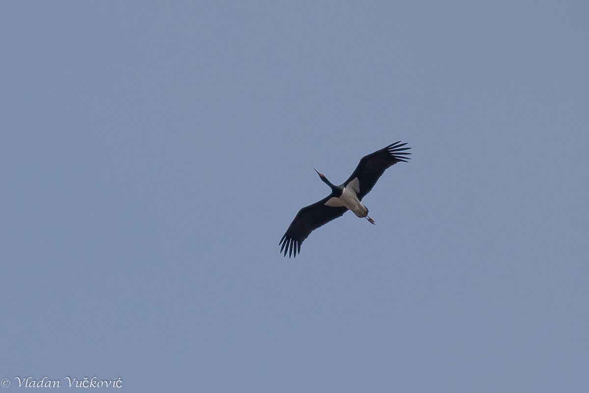 Black Stork - ML22302401