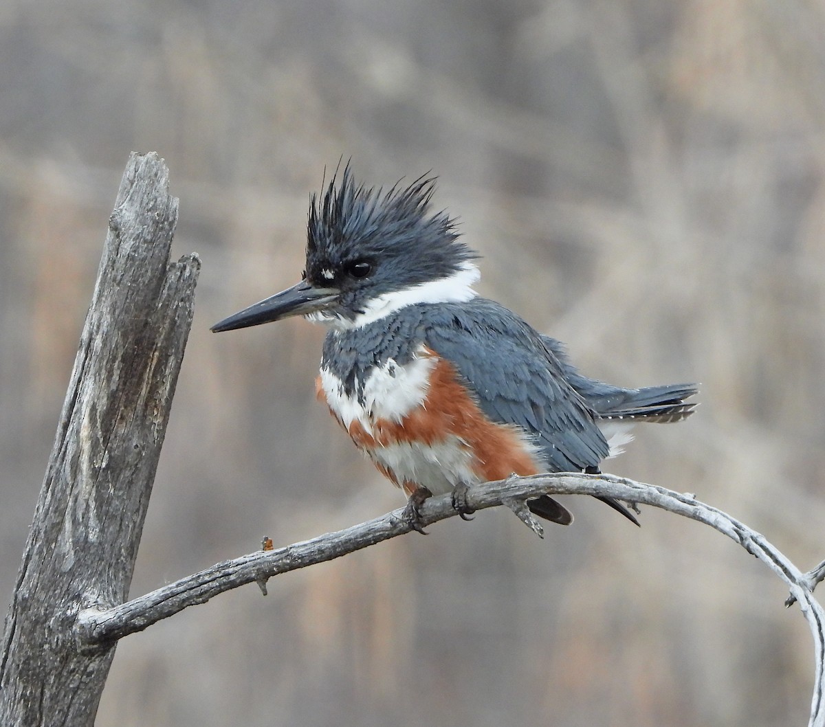 Belted Kingfisher - Lauri Taylor