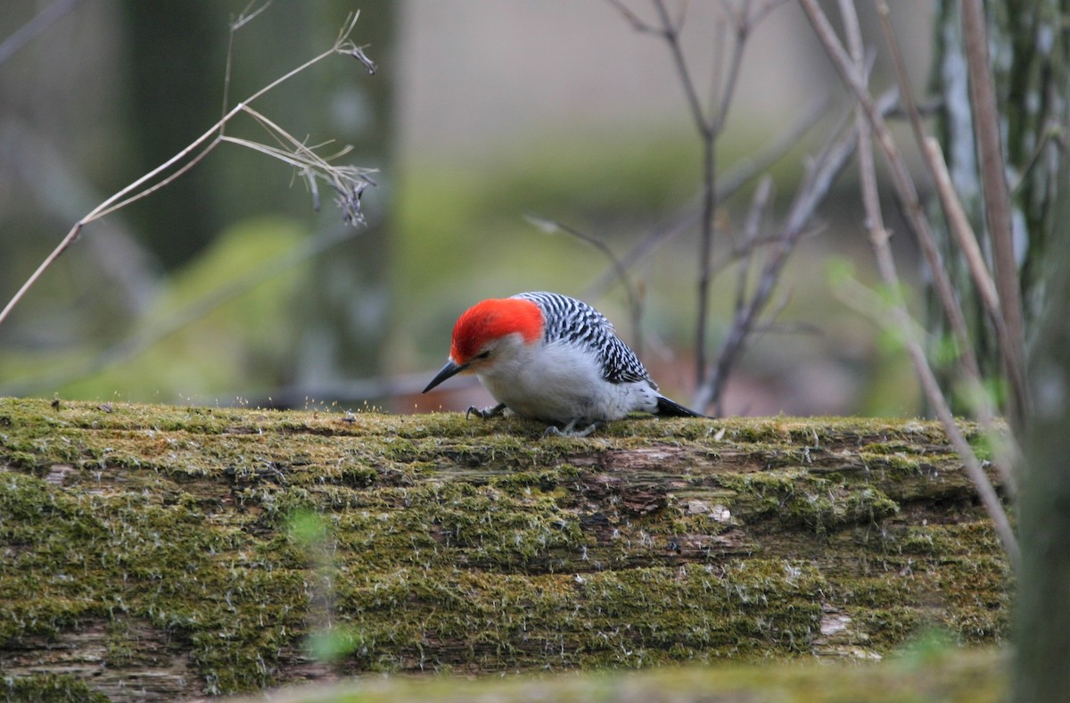 Red-bellied Woodpecker - Kelli Bahls