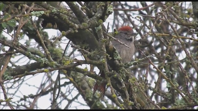 Sooty-fronted Spinetail - ML223032421