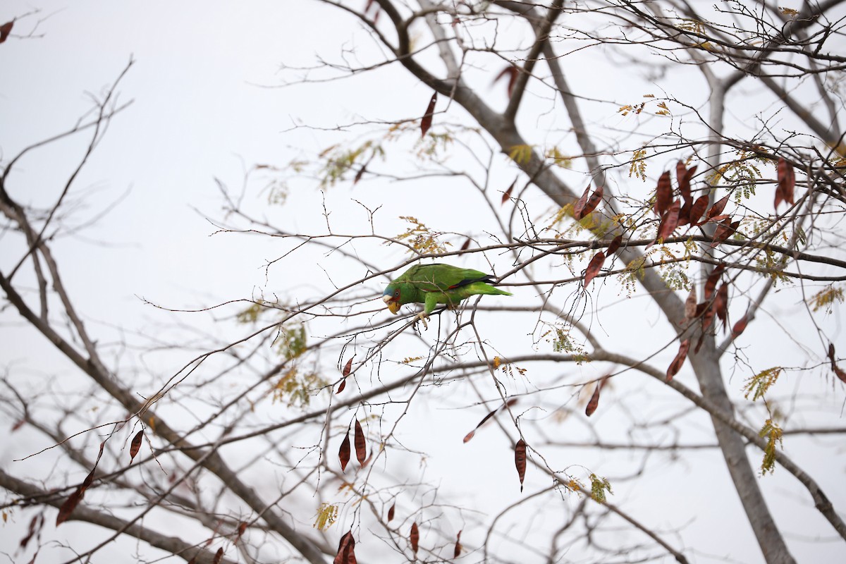 White-fronted Parrot - ML223033701