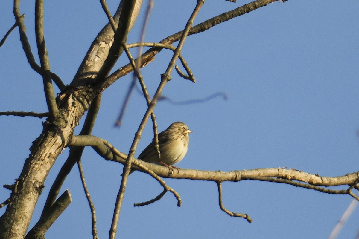 Vesper Sparrow - Jefferson Shank