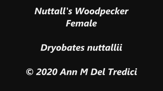 Nuttall's Woodpecker - ML223040961