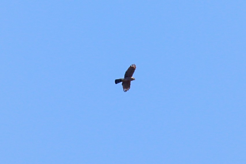 Red-shouldered Hawk - MELISSA  SOVAY