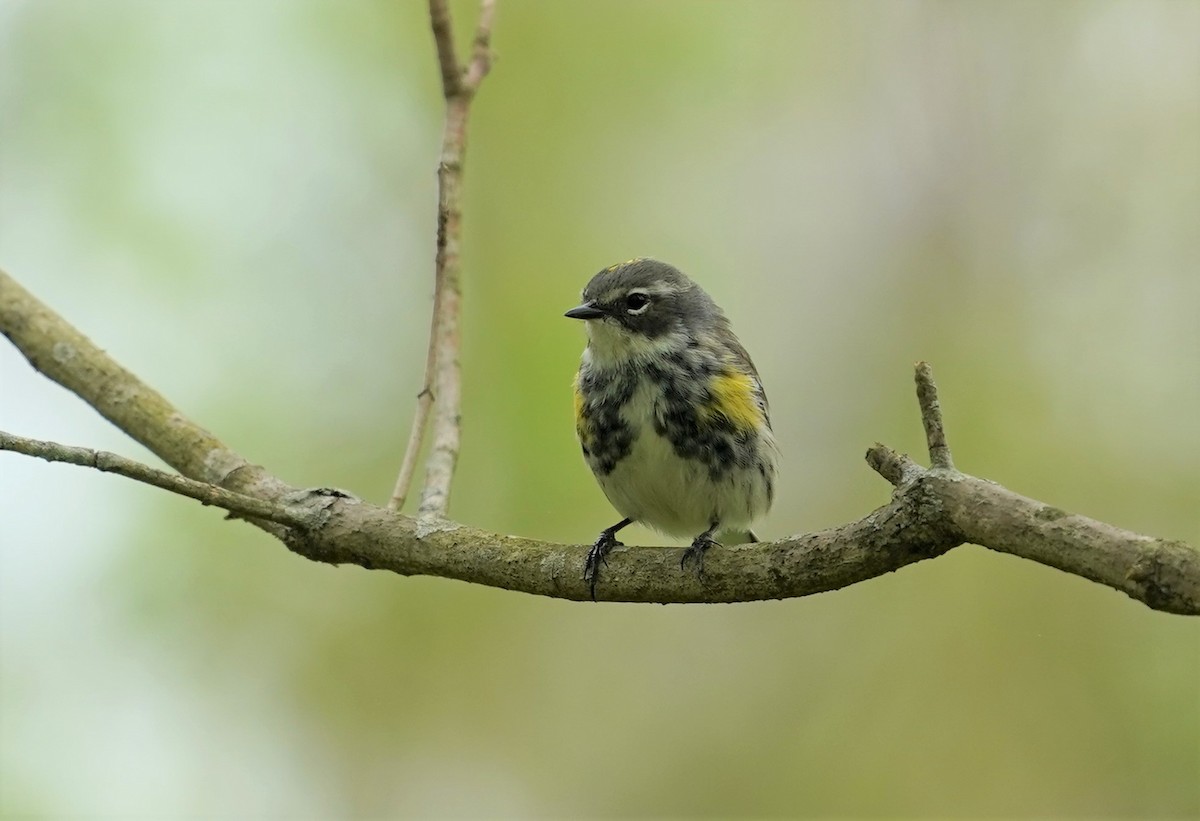 Yellow-rumped Warbler - Sunil Thirkannad