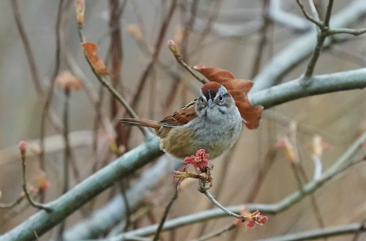 Swamp Sparrow - ML223058541