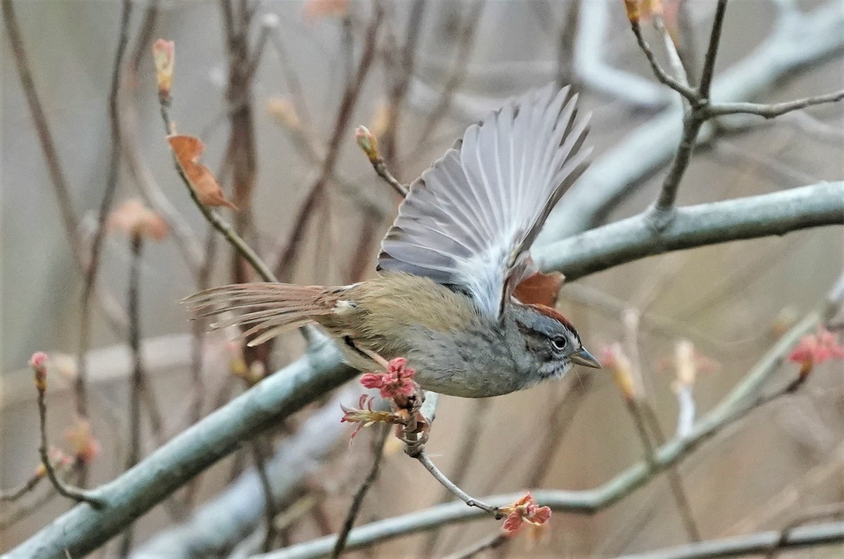 Swamp Sparrow - ML223058691